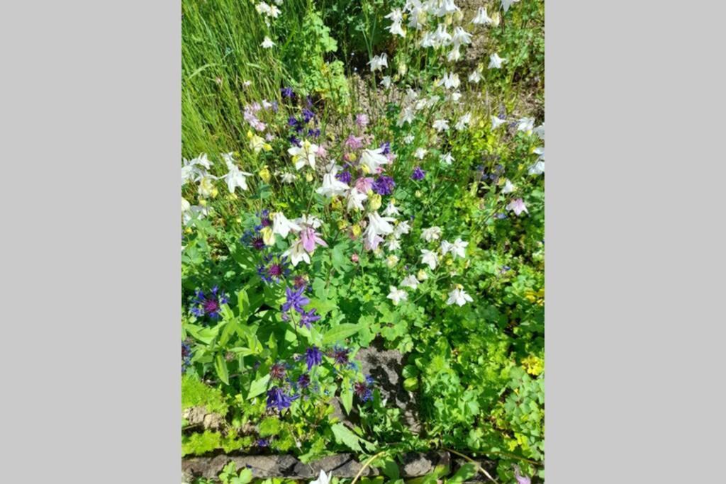 Hinter Burg, Haus Mit Garten Mayen Exteriör bild